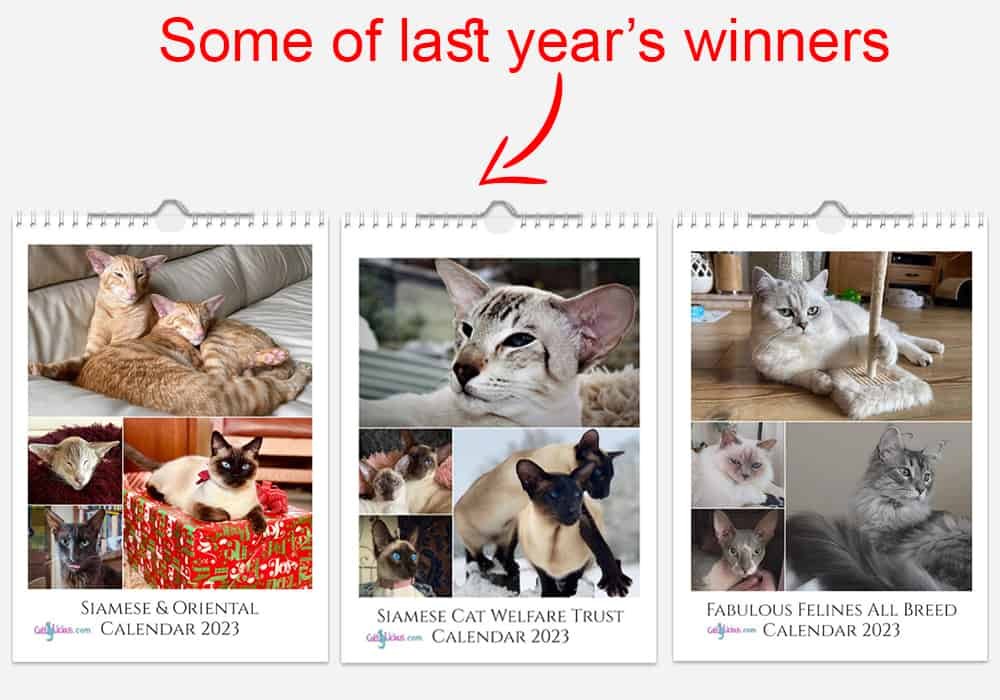 Cat best sale years calendar