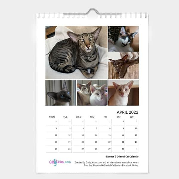 Siamese Oriental Cat Calendar 22 By Cattylicious Cat Calendars