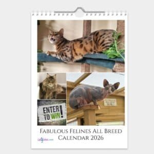 Fabulous Felines All Breed Cat Calendar 2026