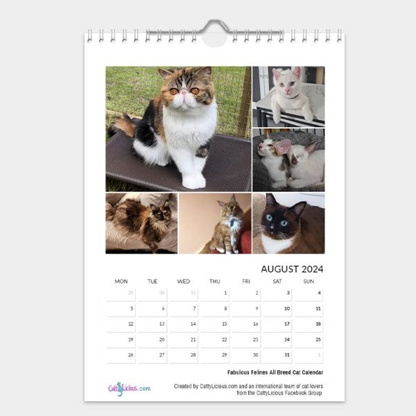 Fabulous Felines All Breed Cat Calendar 2024 - Cattylicious Gift Shop