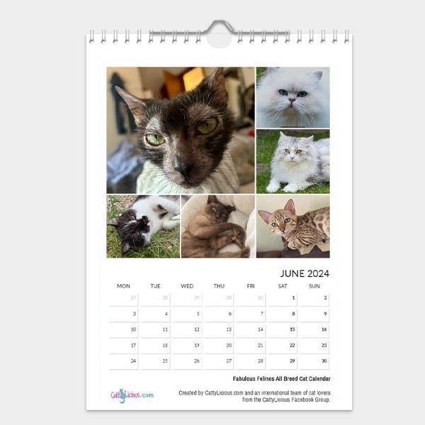 Fabulous Felines All Breed Cat Calendar 2024 - Cattylicious Gift Shop