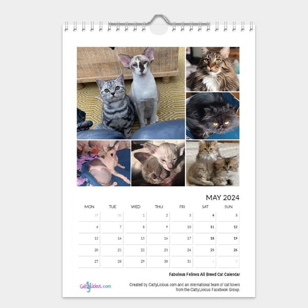 Fabulous Felines All Breed Cat Calendar 2024 - Cattylicious Gift Shop