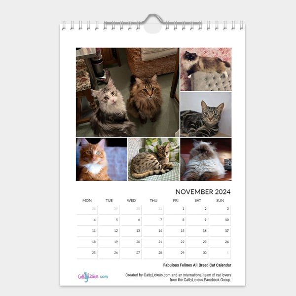 Fabulous Felines All Breed Cat Calendar 2024 - Cattylicious Gift Shop