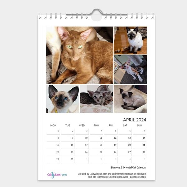 Siamese & Oriental Kitten Calendar 2023 by CattyLicious Cat Calendars