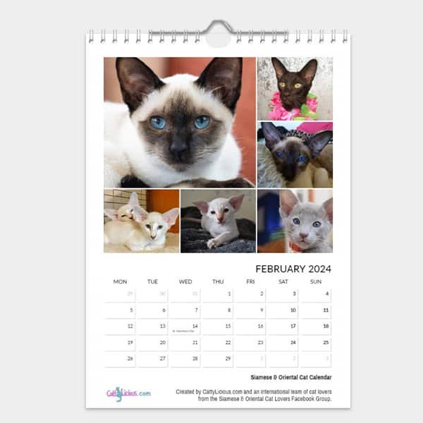 Siamese & Oriental Kitten Calendar 2023 by CattyLicious Cat Calendars