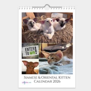 Siamese & Oriental Kitten Calendar 2026
