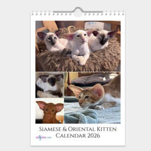 Siamese & Oriental Kitten Calendar 2026
