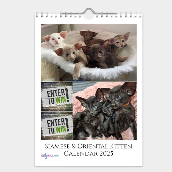 Siamese & Oriental Kitten Calendar 2025 by CattyLicious Cat Calendars