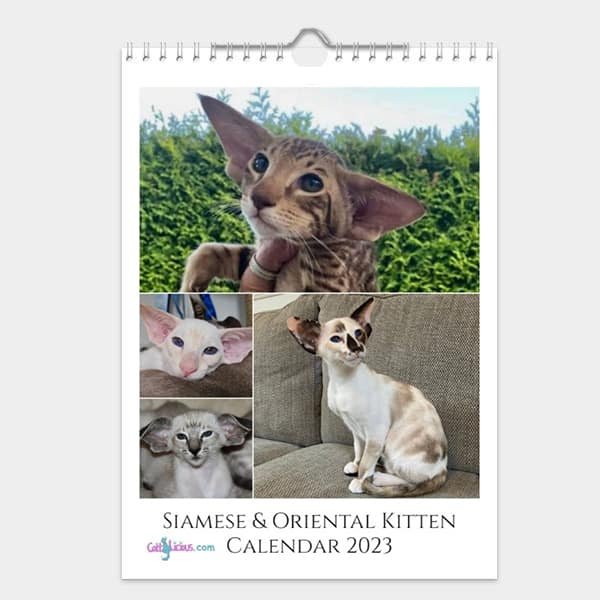 Siamese Oriental Kitten Calendar 2023 By CattyLicious Cat Calendars