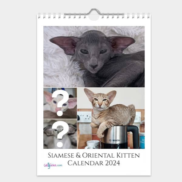 Siamese & Oriental Kitten Calendar 2024 – Cattylicious Gift Shop