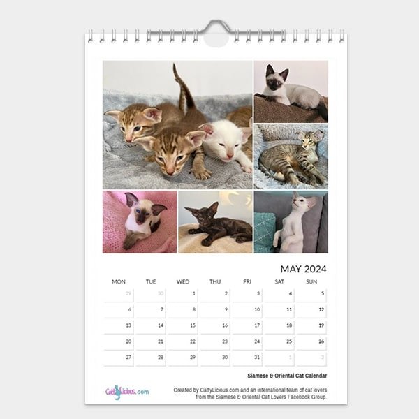 Siamese & Oriental Kitten Calendar 2023 By Cattylicious Cat Calendars