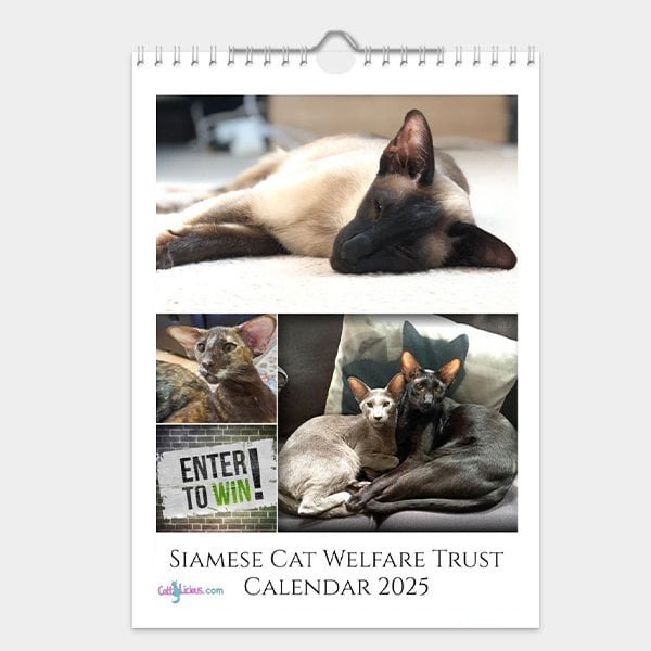 Siamese Cat Welfare Trust Calendar 2025 by CattyLicious Cat Calendars