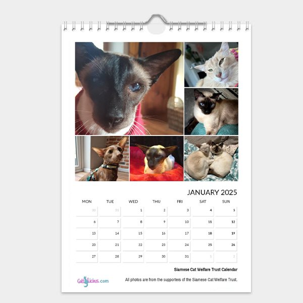 Siamese Cat Welfare Trust Calendar 2025 by CattyLicious Cat Calendars