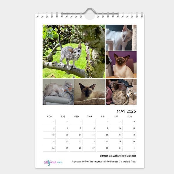 Siamese Cat Welfare Trust Calendar 2025 by CattyLicious Cat Calendars