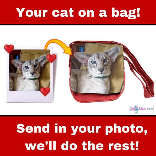 cat on a bag