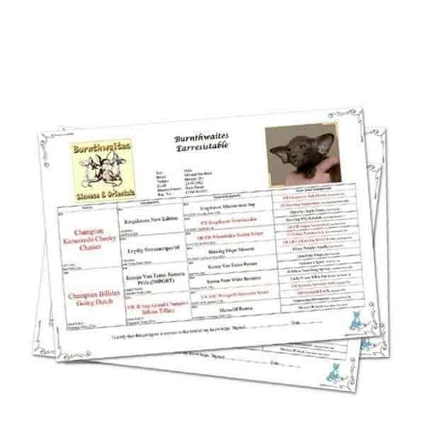 cat breeders services