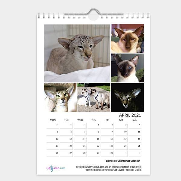Siamese Oriental Cat Calendar 2021 By CattyLicious Cat Calendars