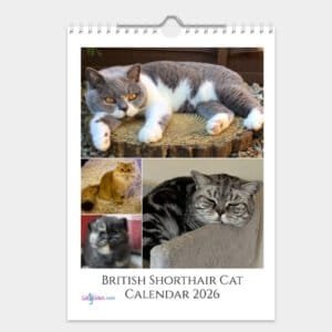British Shorthair Cat Calendar 2026