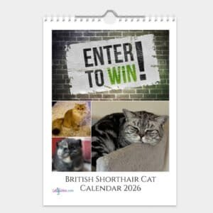 British Shorthair Cat Calendar 2026