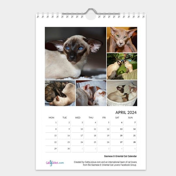 Siamese & Oriental Cat Calendar 2024 by CattyLicious Cat Calendars