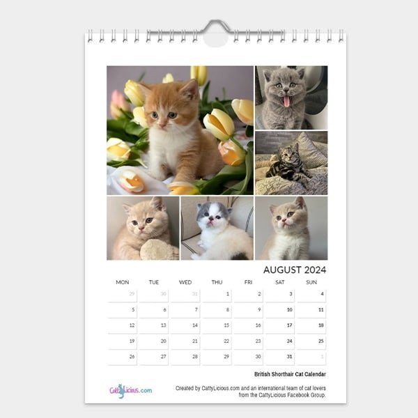 British Shorthair Cat Calendar 2024 - Cattylicious Gift Shop