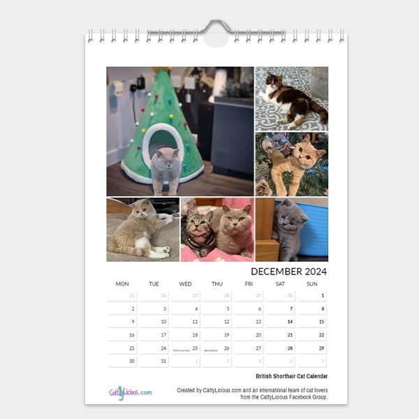 British Shorthair Cat Calendar 2024 - Cattylicious Gift Shop