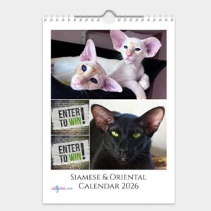 Siamese & Oriental Cat Calendar 2026