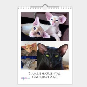 Siamese & Oriental Cat Calendar 2026