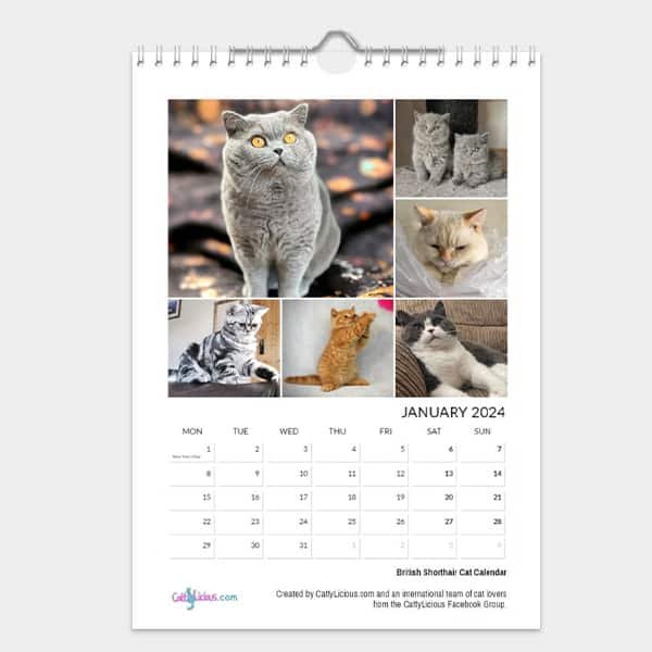 British Shorthair Cat Calendar 2024 Cattylicious Gift Shop