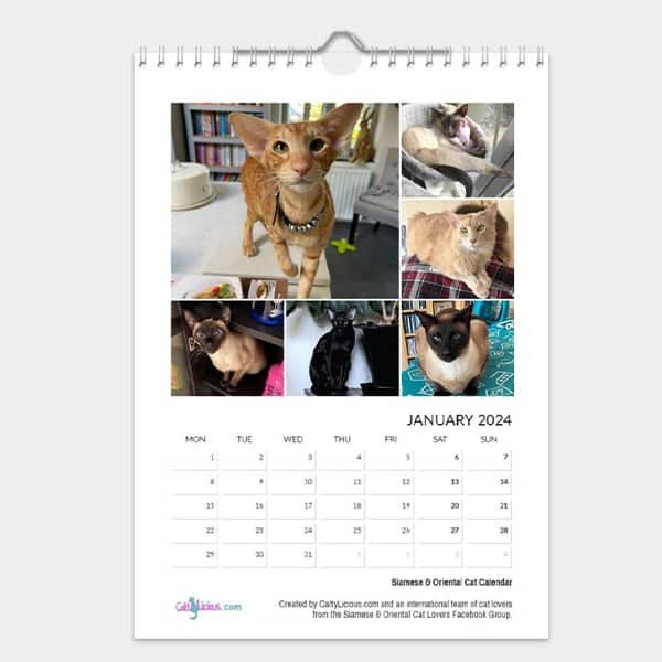 Siamese & Oriental Cat Calendar 2024 by CattyLicious Cat Calendars