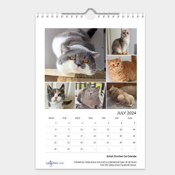 British Shorthair Cat Calendar 2024 - Cattylicious Gift Shop