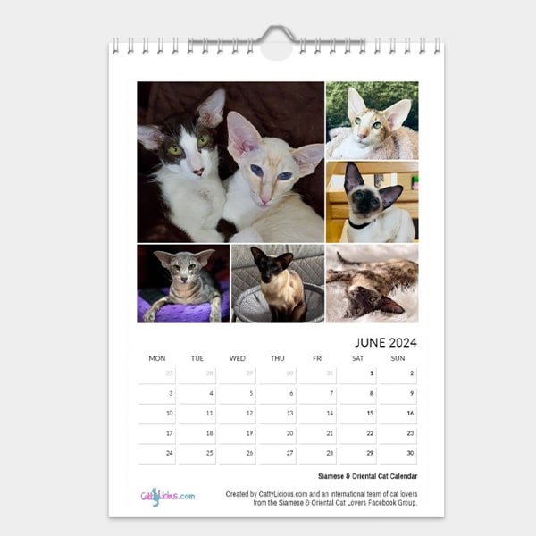 Siamese & Oriental Cat Calendar 2024 by CattyLicious Cat Calendars