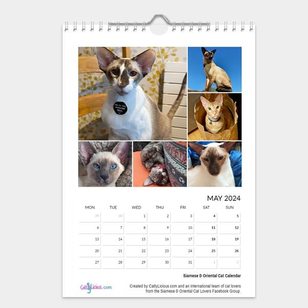 Siamese & Oriental Cat Calendar 2024 by CattyLicious Cat Calendars