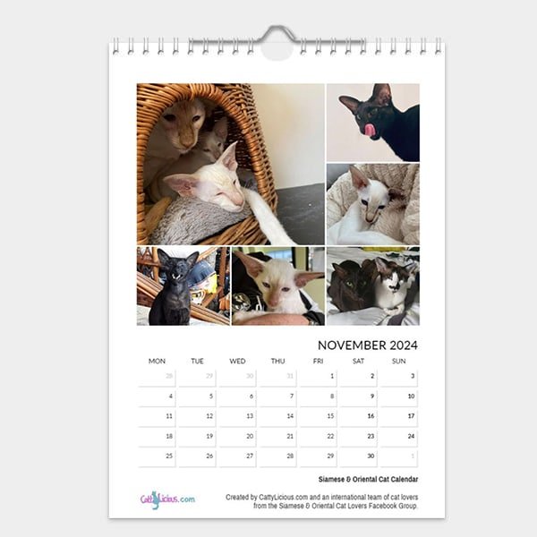 Siamese & Oriental Cat Calendar 2024 by CattyLicious Cat Calendars