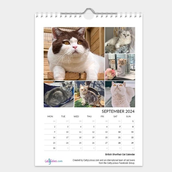 British Shorthair Cat Calendar 2024 Cattylicious Gift Shop