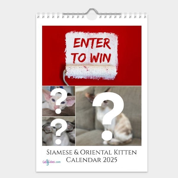 Siamese & Oriental Kitten Calendar 2025 by CattyLicious Cat Calendars