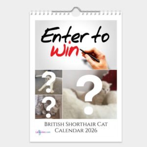 British Shorthair Cat Calendar 2026