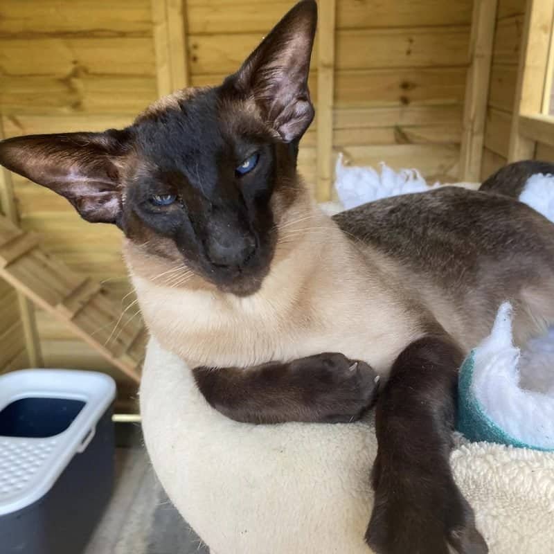 A breeder's own photo of a seal point Siamese